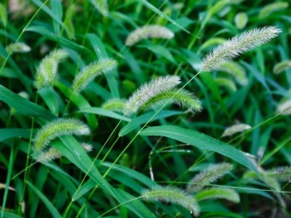Foxtail growing up in the field
