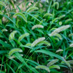 Foxtail growing up in the field