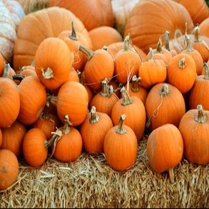 A pile of pumpkins on a haystack