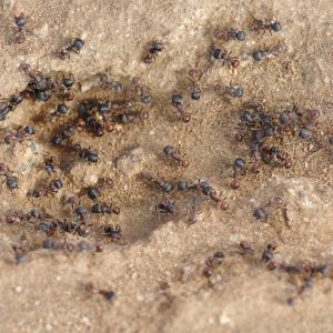 Muchas hormigas se reunieron alrededor de un agujero en la tierra.
