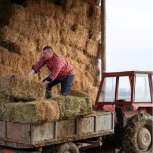 Farmer picking up a bale of hay from a trailer connected to a tractor in a barn full of hay bales stacked high