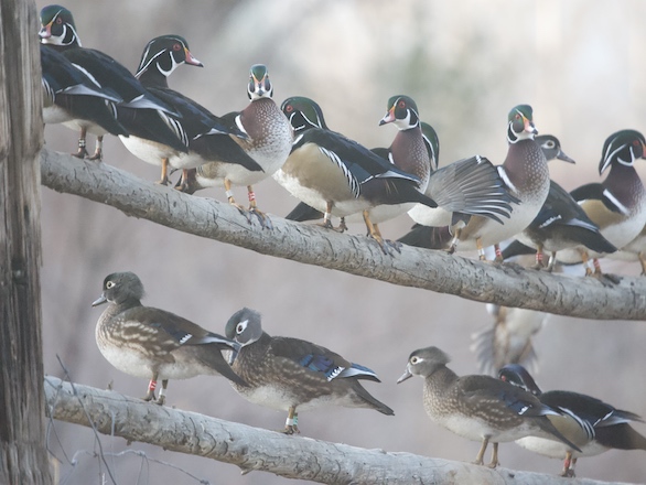 a group of wood ducks perched on horizontal wood fence