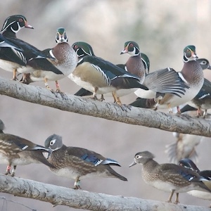 a group of wood ducks perched on horizontal wood fence
