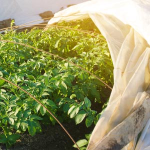 hoop house covering plants