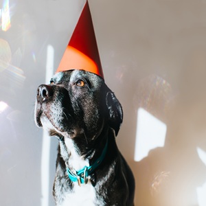 Mature dog celebrating new year's