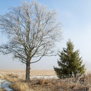 Deciduous and evergreen tree in winter