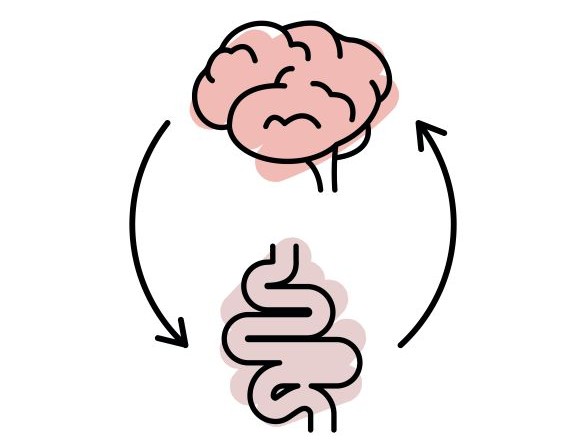 A brain and the gut showing they are connected.