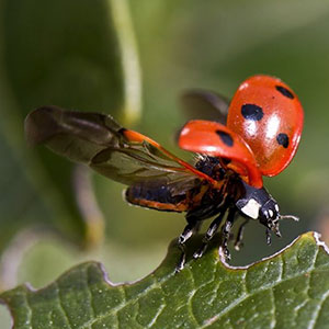 ladybug taking flight