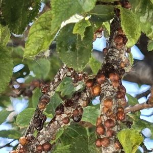 Kuno scales on a tree branch