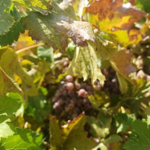 A clump of grape leaves shows some yellowing edges and brittle tears