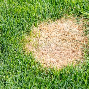 a brown circular patch in a green lawn