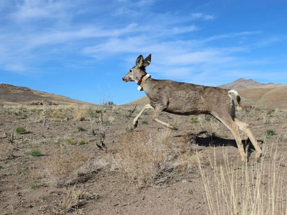 mule deer wearing a GPS collar