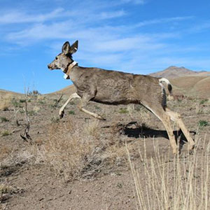 mule deer wearing a GPS collar