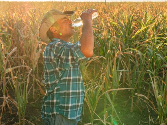 A male farmer drinking water in a corn field under hot summer sunshine