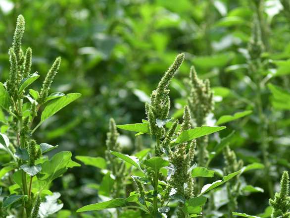 Amaranthus retroflexus