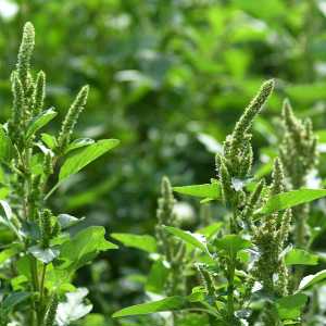 Amaranthus retroflexus