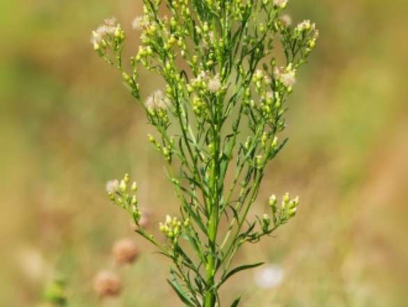 Horseweed