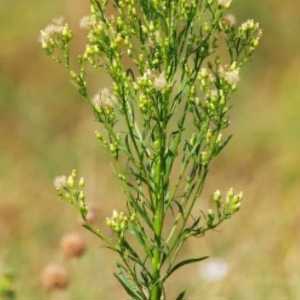Horseweed