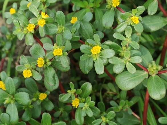Purslane weed
