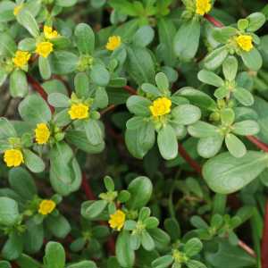 Purslane weed