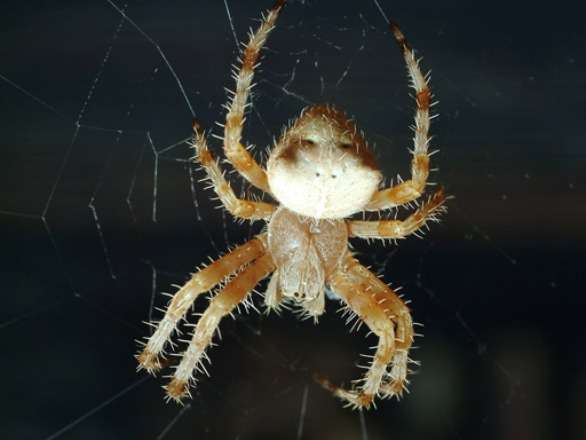 orb spider