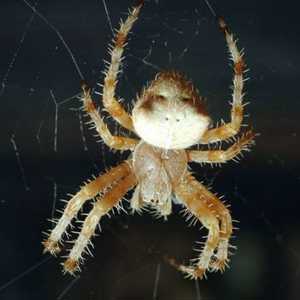 orb spider