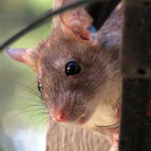 roof rat