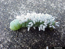 PHoto of a hornworm covered with parasite wasps