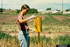 Photo os a gloved woman checking a sticky trap