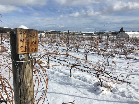 Desert Farming Initiative Vineyard in winter 