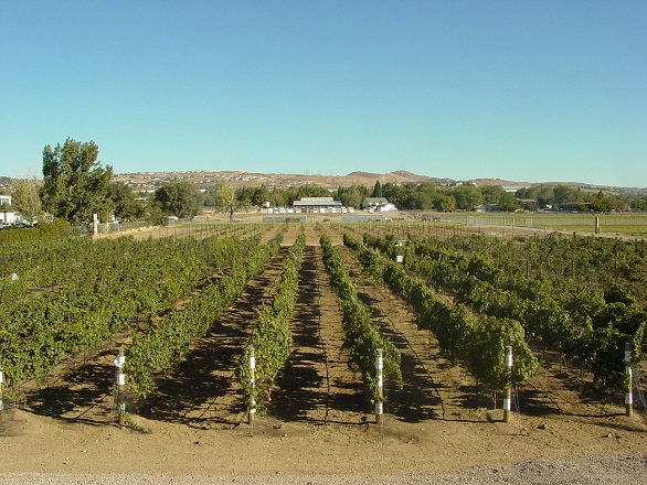 rows of grape vines