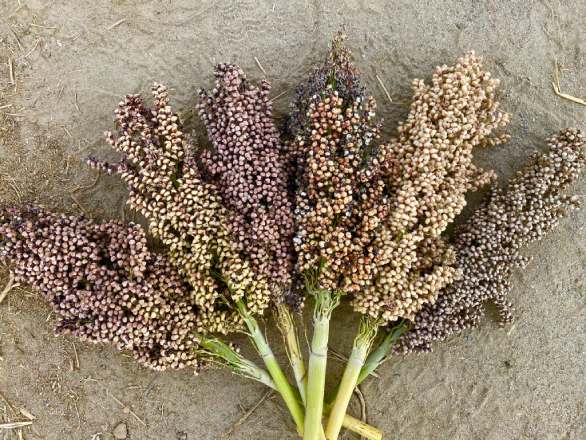 an assortment of harvested sorghum plants on the ground