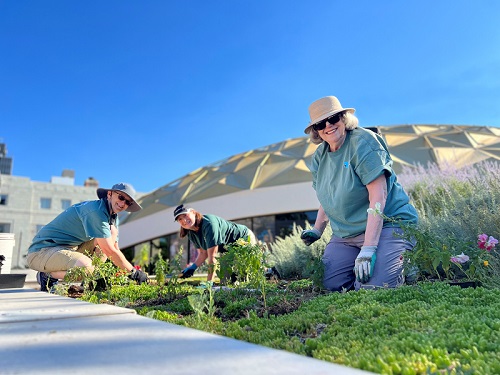 Two Master Gardeners gardening in front of the Pioneer Center for the Performing Arts