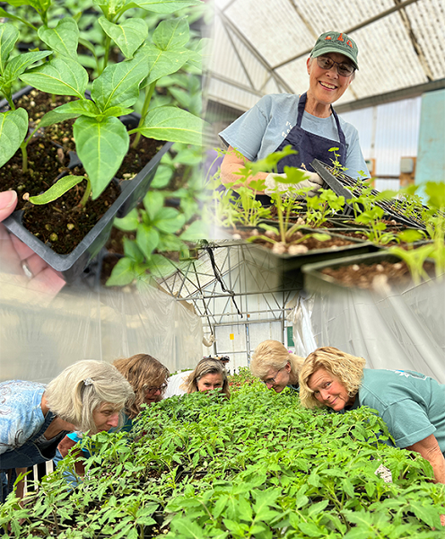 Photo of plant seedlings, people smelling plants and a woman sanding behind seedling plants.