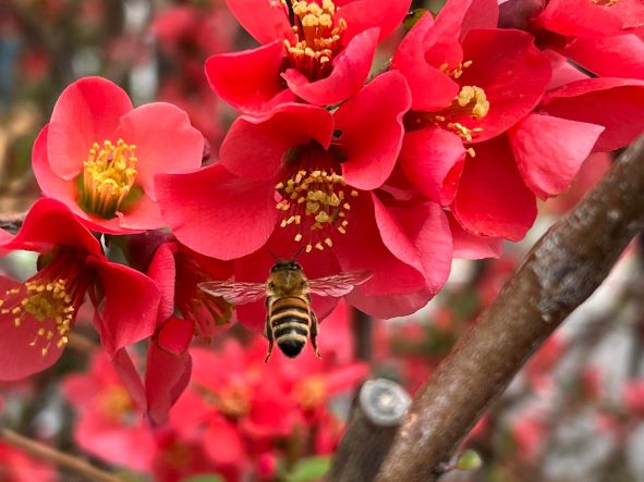 Honeybee buzzing around bright pink blossoms