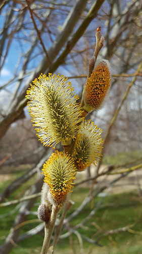 close up of pussy willow flowers