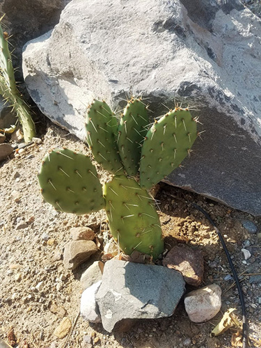 prickly pear cactus next to rock
