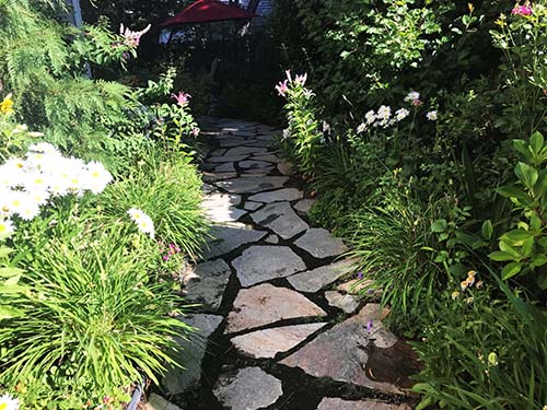 shady garden pathway with plants