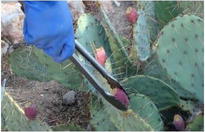 5 organic pads! Fresh cactus/nopales/prickly pear pads for tortoise iguana 