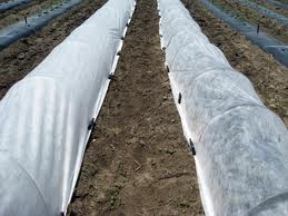 Photo of crops covered with row covers