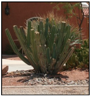 Cacti pruned at ground level