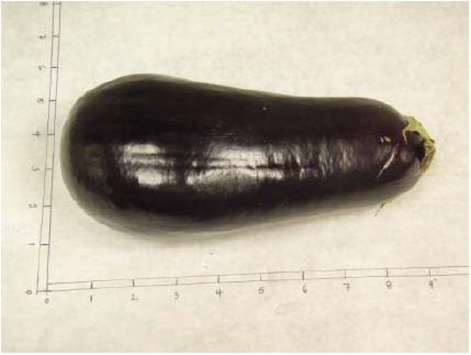 measuring eggplant