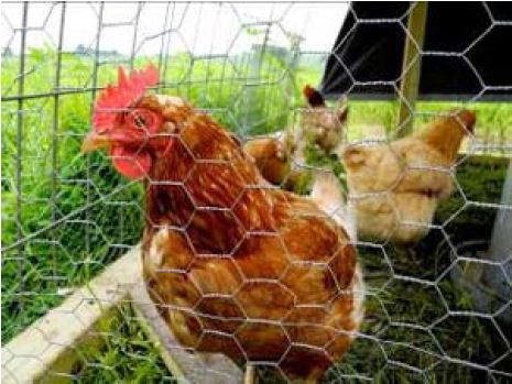 new hampshire red and buff orrington hens