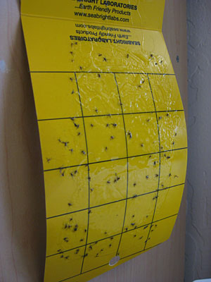 Photo of a yellow sticky trap with insects trapped on it. 