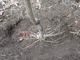 Photo of tree roots that have spread in the hole the tree was planted in