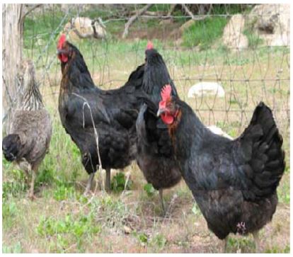chickens