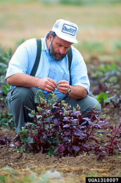 photo of a man kneeling down to inspect a plant for pests