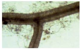 root heavily infected with mycorrhizal fungi