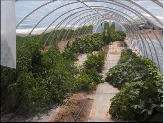 liquid-based fertilizer though an irrigation system for plants
