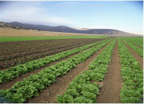 lettuce crops